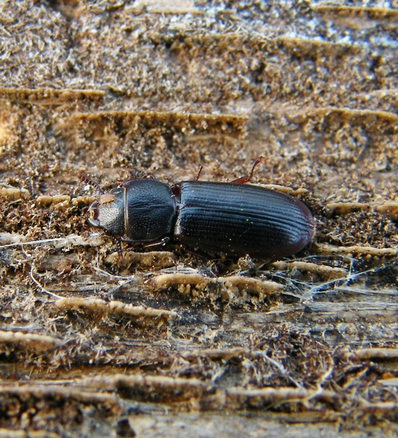 Tenebroides mauritanicus - lisztmentő korongbogár