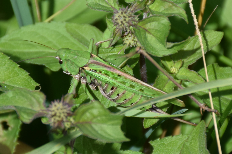 Decticus verrucivorus - szemölcsevő szöcske