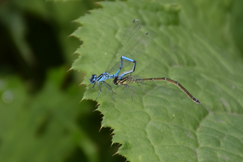 Coenagrion puella - azúrkék légivadász