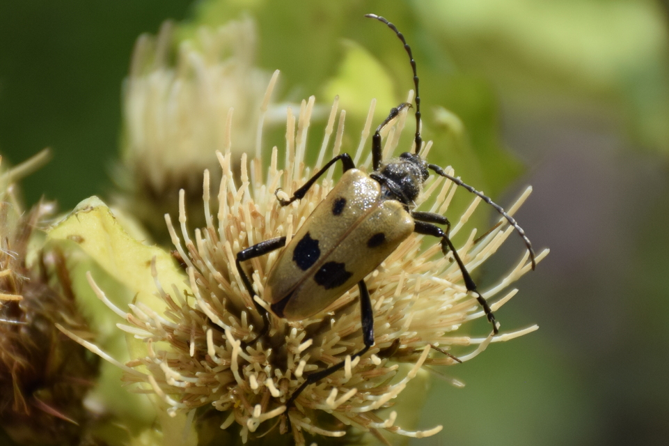 Pachyta quadrimaculata - bajnócacincér