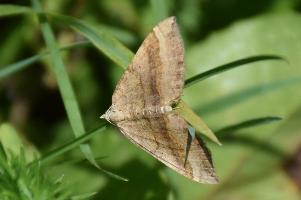Scotopteryx chenopodiata - libatop-araszoló