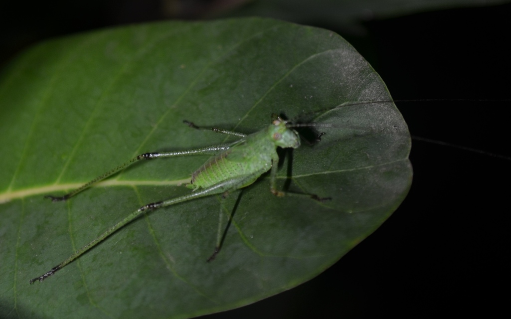 Phaneroptera