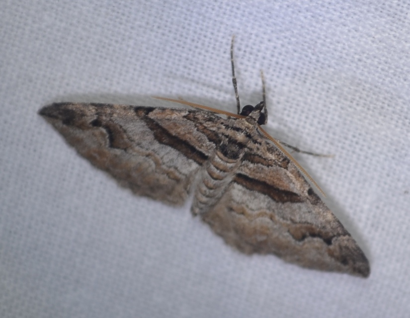 Pareulype berberata - sóskafa-tarkaaraszoló
