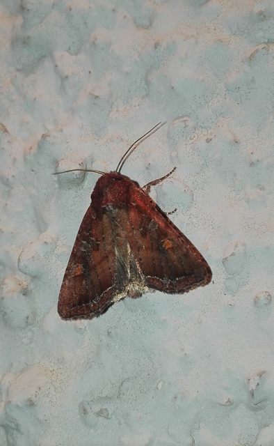 Lacanobia oleracea - saláta-kertibagoly