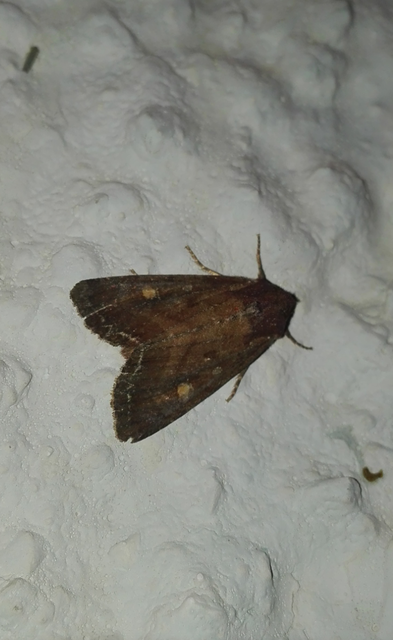 Lacanobia oleracea - saláta-kertibagoly