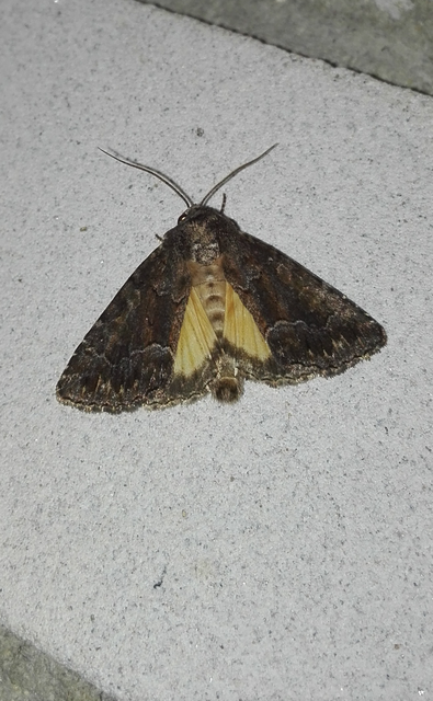 Thalpophila matura - fakó erdeibagoly