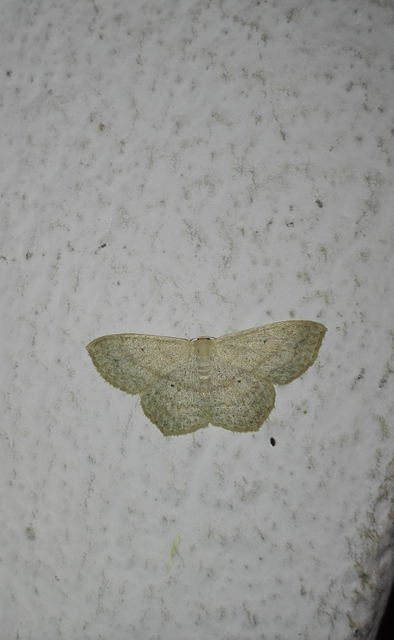 Scopula nigropunctata - feketepettyes araszoló