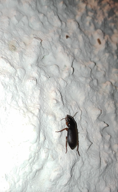 Harpalus rufipes - nagy selymesfutó