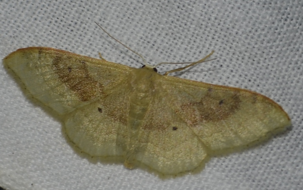 Idaea degeneraria - barnasávos araszoló