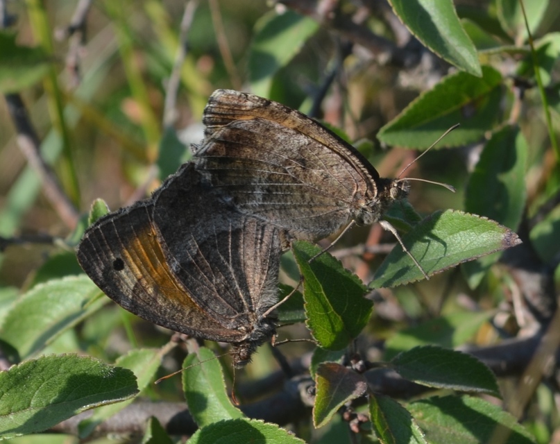 Arethusana arethusa - közönséges szemeslepke