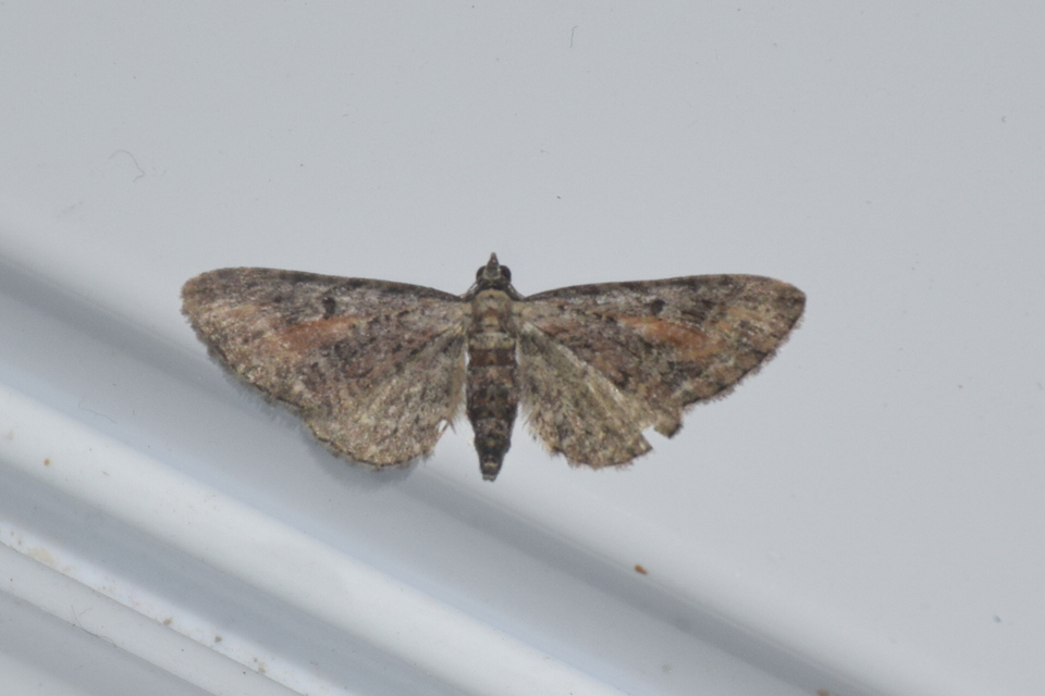 Eupithecia icterata - rozsdafoltos törpearaszoló