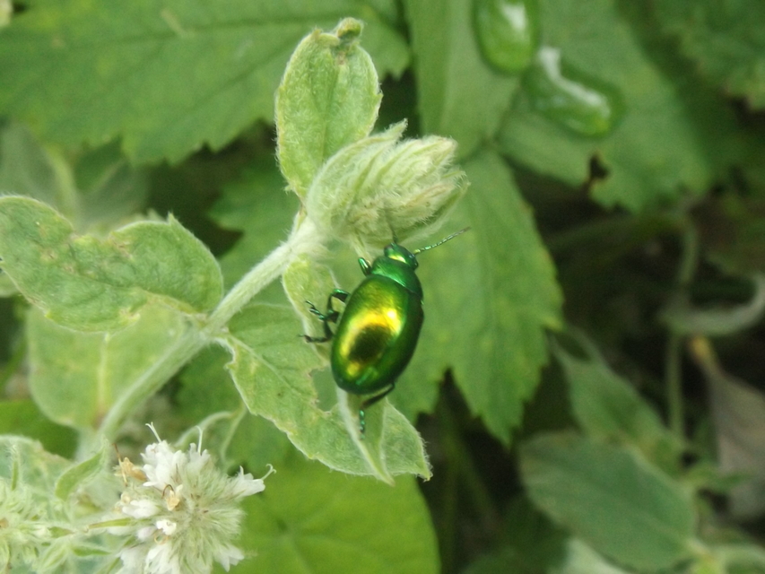 Chrysolina herbacea - zöld mentalevelész