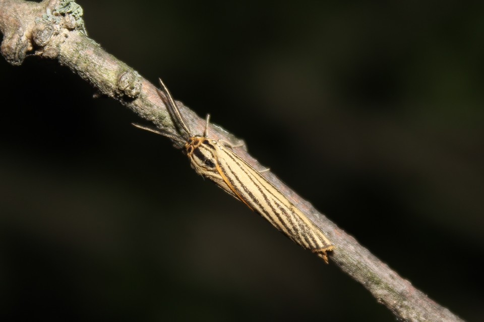 Spiris striata - csíkos molyszövő