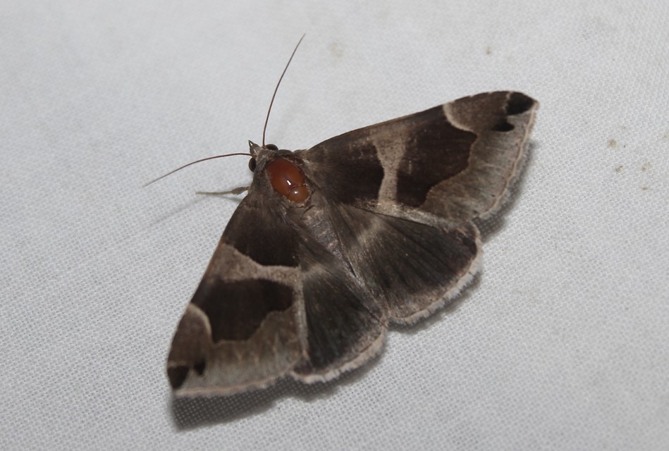Dysgonia algira - déli porcelánbagoly