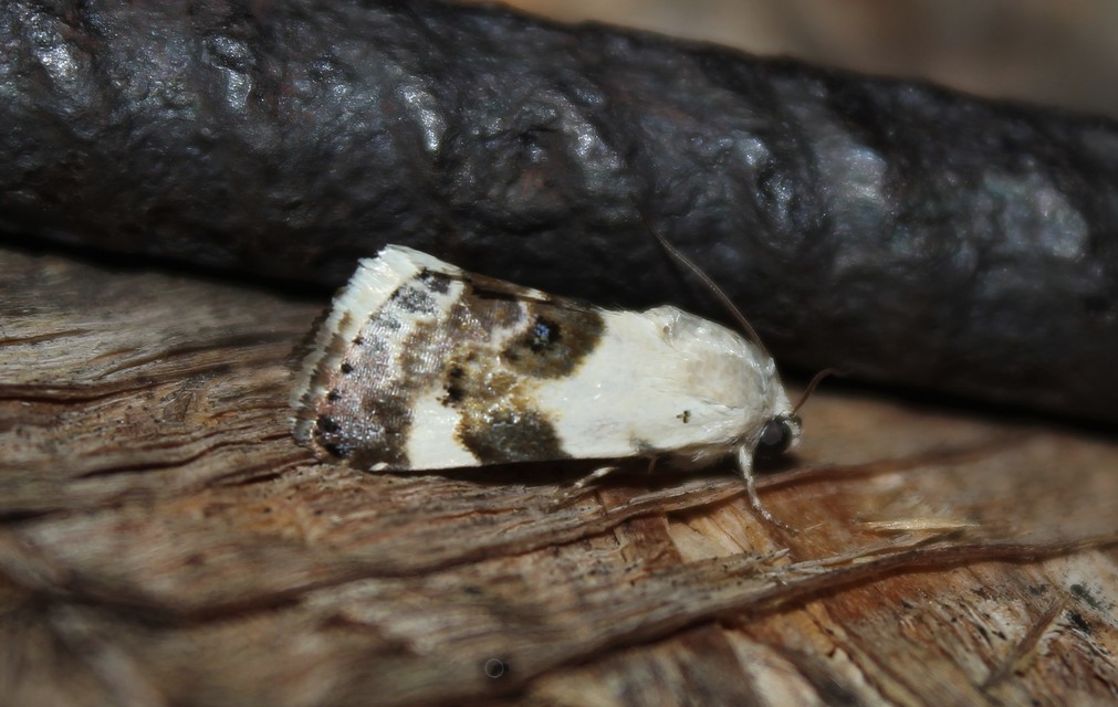 Acontia lucida - fehér nappalibagoly