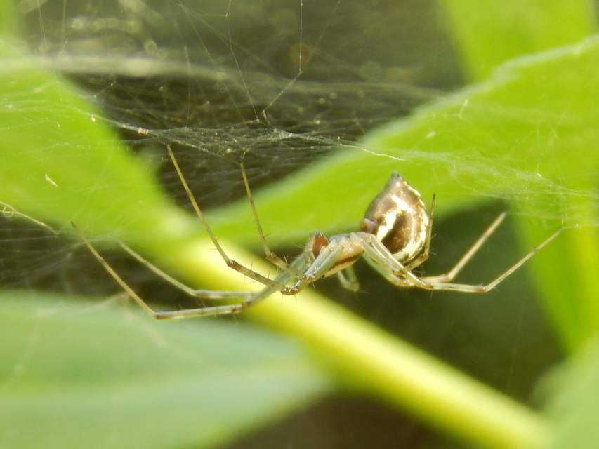 Linyphiidae - vitorláspókok