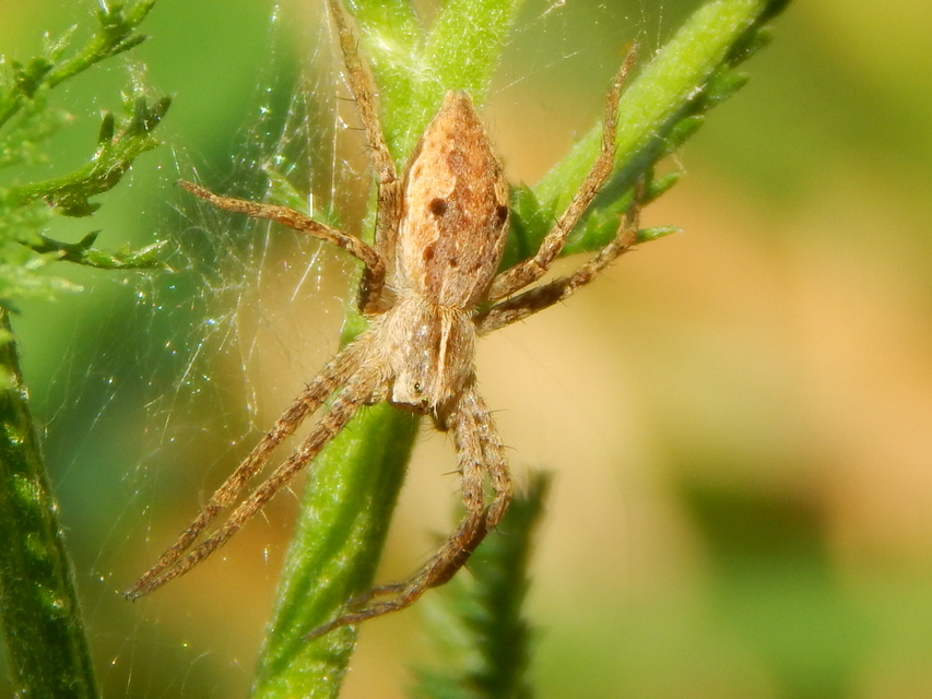 Pisaura mirabilis - csodáspók