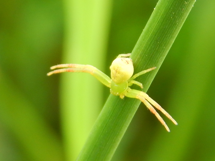 Ebrechtella tricuspidata - alakoskodó karolópók