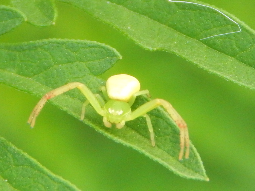 Ebrechtella tricuspidata - alakoskodó karolópók