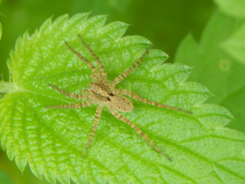 Pardosa