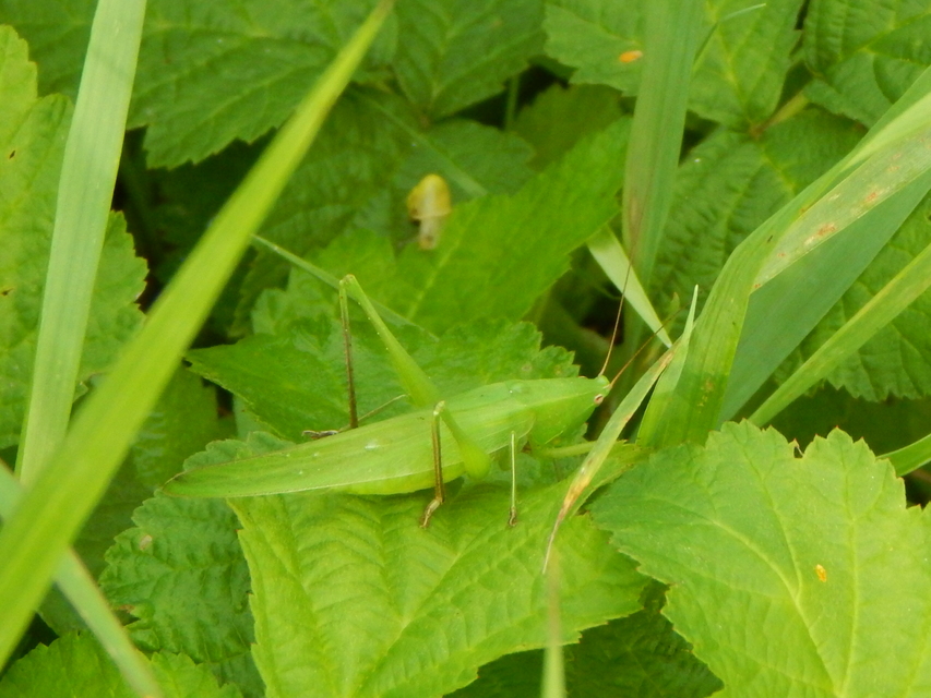 Ruspolia nitidula - nagy kúpfejűszöcske
