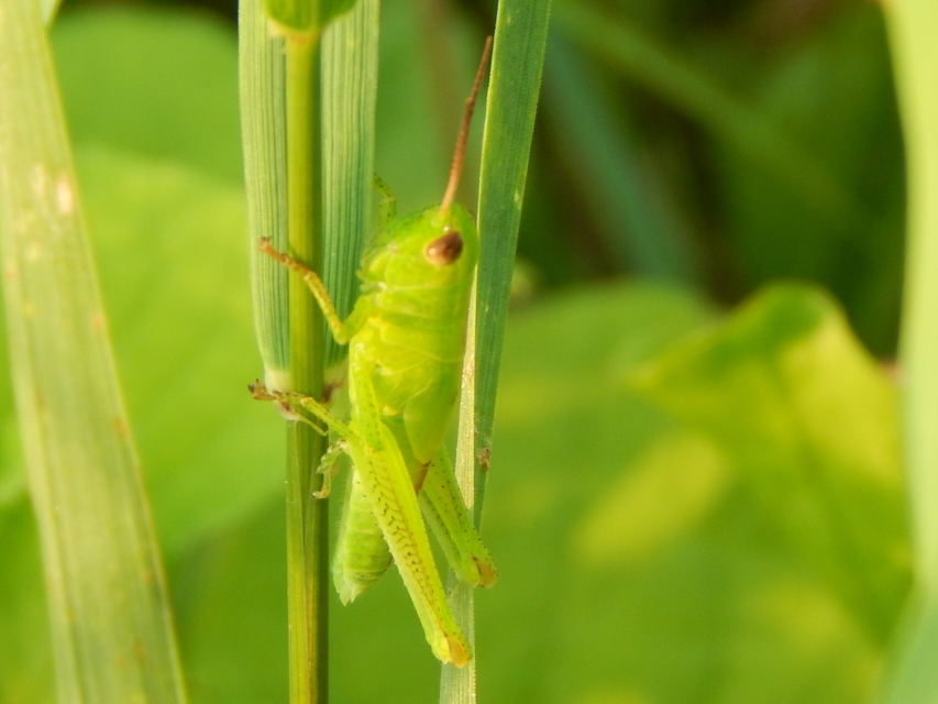 Mecostethus parapleurus - hagymazöld sáska