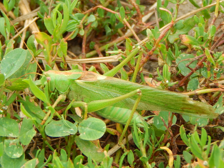 Tettigonia viridissima - zöld lombszöcske