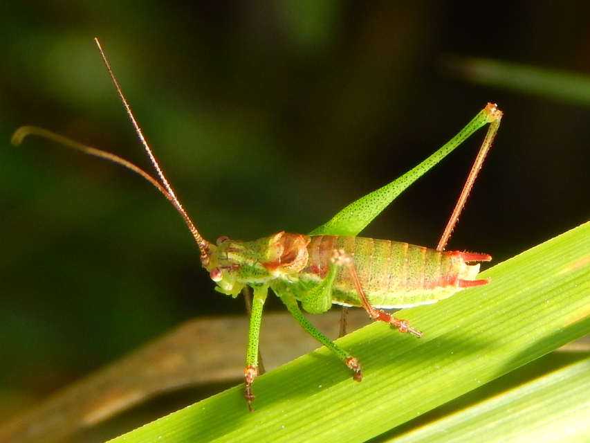Leptophyes albovittata - közönséges virágszöcske