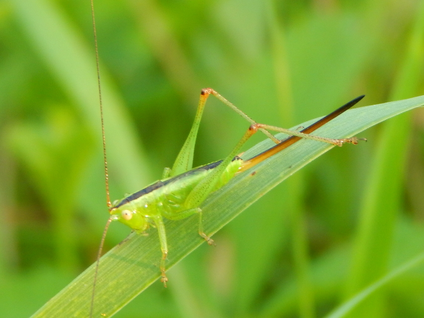 Conocephalus fuscus - kis kúpfejűszöcske