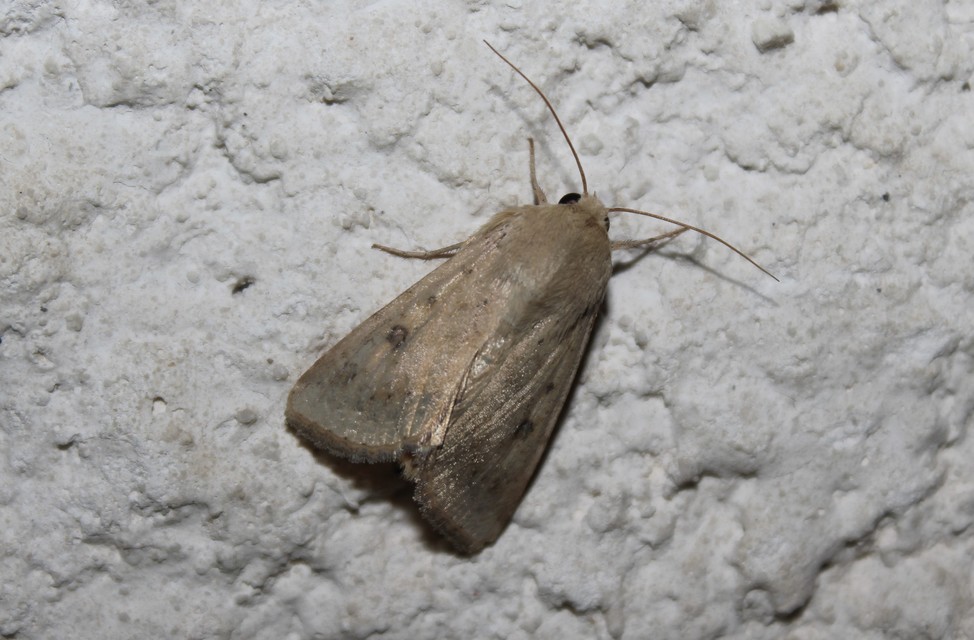 Helicoverpa armigera - kukorica-veteménybagoly Helicoverpa armigera - kukorica-veteménybagoly