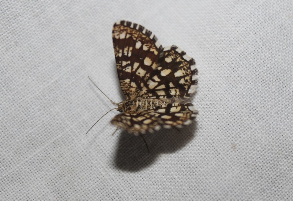 Chiasmia clathrata - rácsos rétiaraszoló