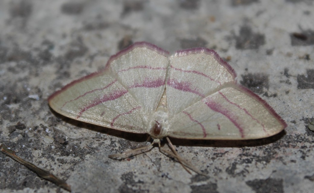Rhodostrophia vibicaria - pirosszélű araszoló