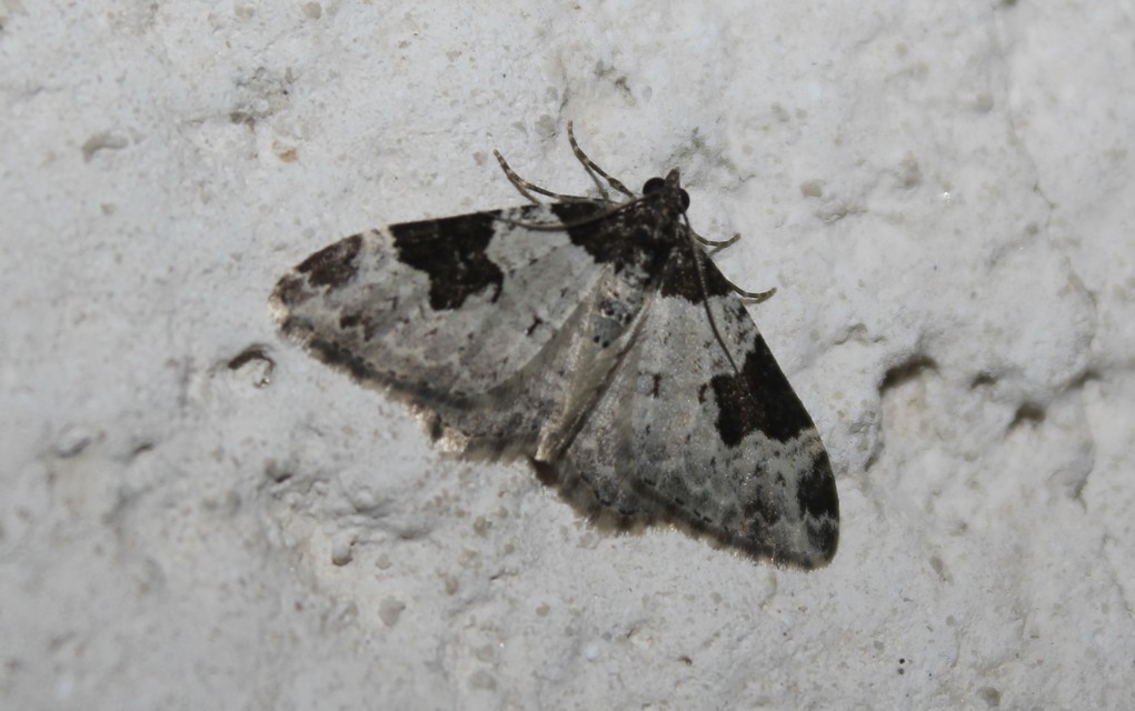 Xanthorhoe fluctuata - közönséges tarkaaraszoló
