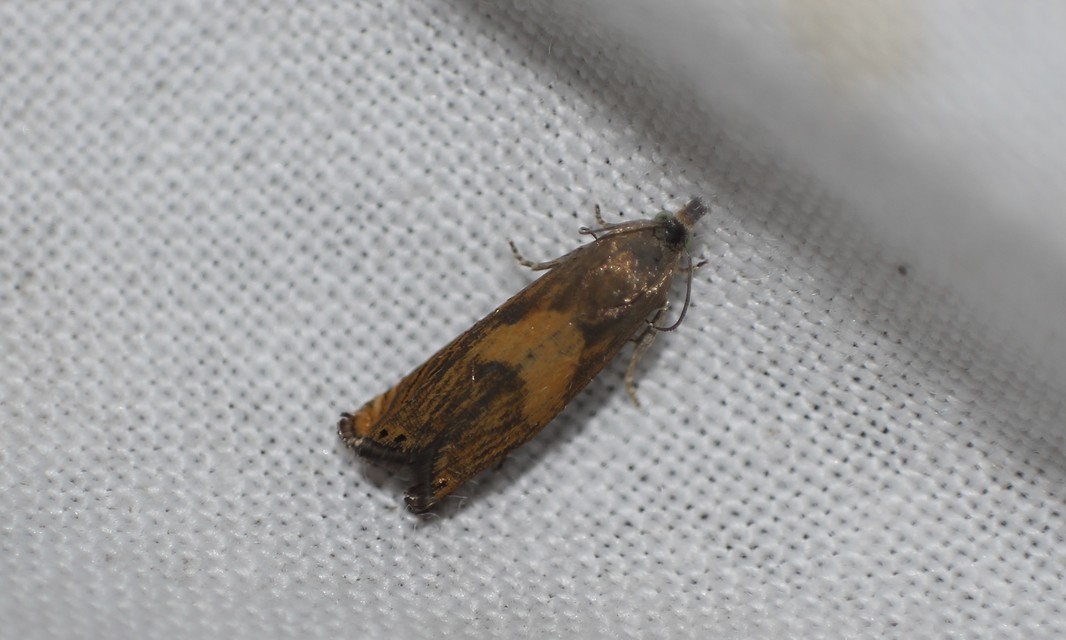 Dichrorampha