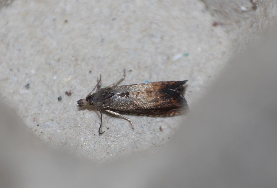 Dichrorampha heegerana - barna gyökérfúrómoly