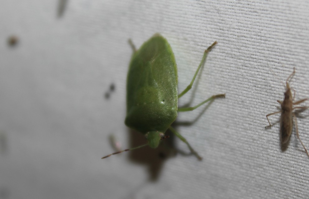 Nezara viridula - zöld vándorpoloska