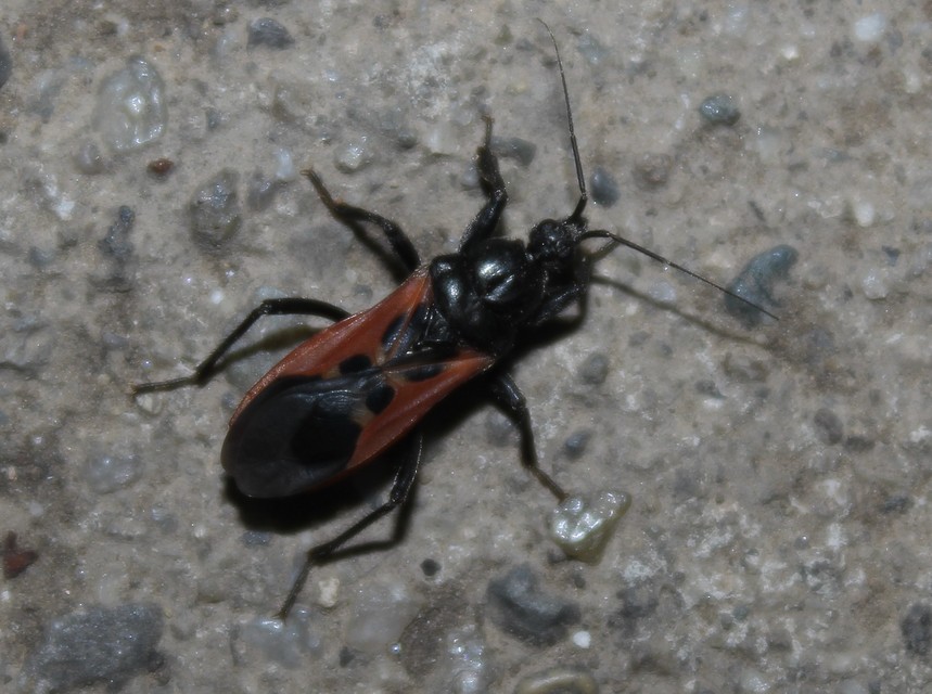 Peirates hybridus - foltos rablópoloska