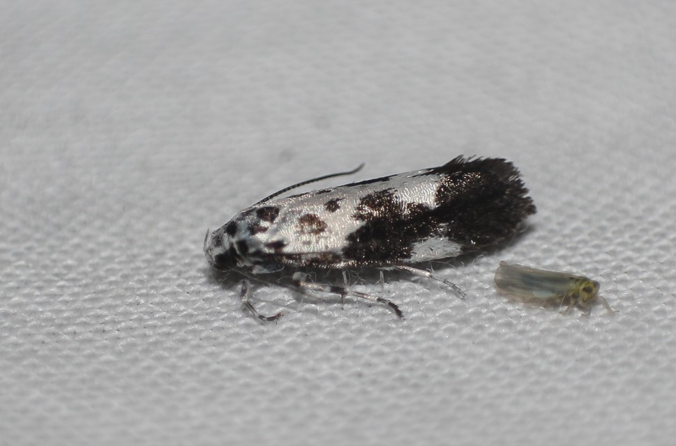 Ethmia quadrillella - gyászos feketemoly