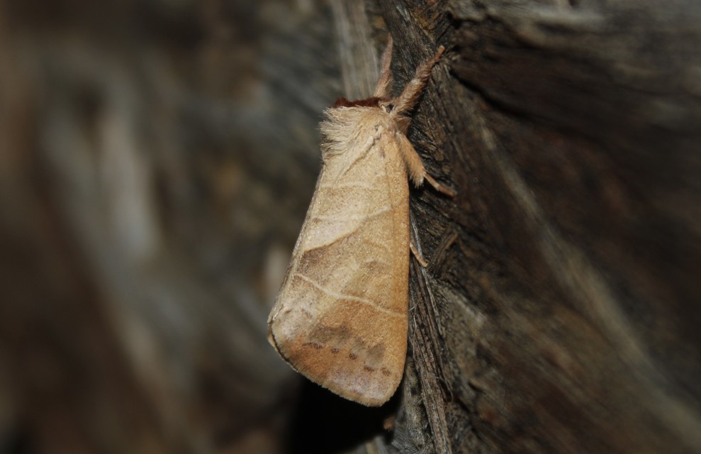 Clostera anastomosis - barna levélszövő