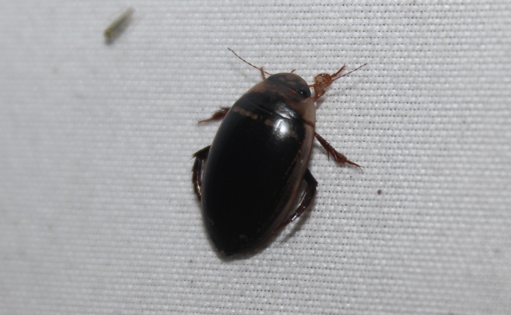 Hydaticus transversalis - harántsávos mocsáricsíkbogár