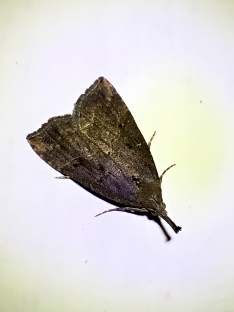 Hypena rostralis - közönséges karcsúbagoly