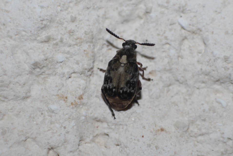 Megabruchidius dorsalis - foltoshátú lepényfazsizsik