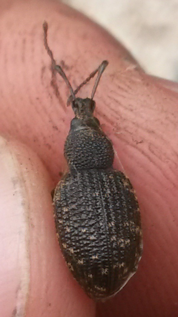 Otiorhynchus sulcatus - szálkás gyalogormányos