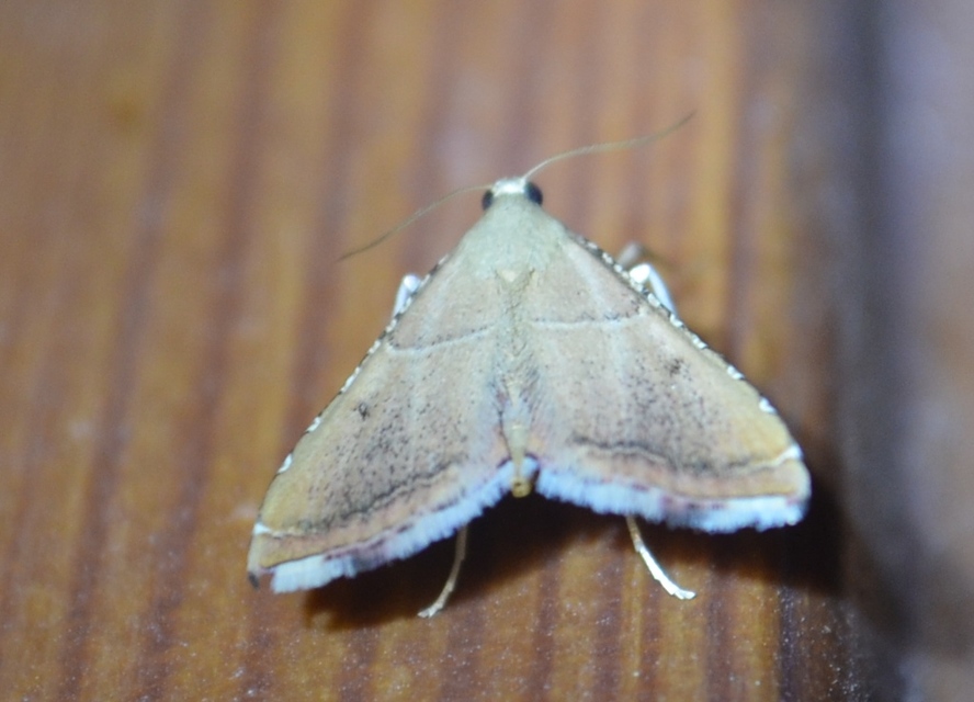 Endotricha flammealis - tüzesszárnyú fényilonca