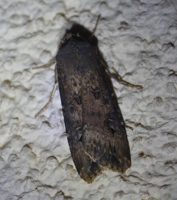 Agrotis ipsilon - nagy földibagoly
