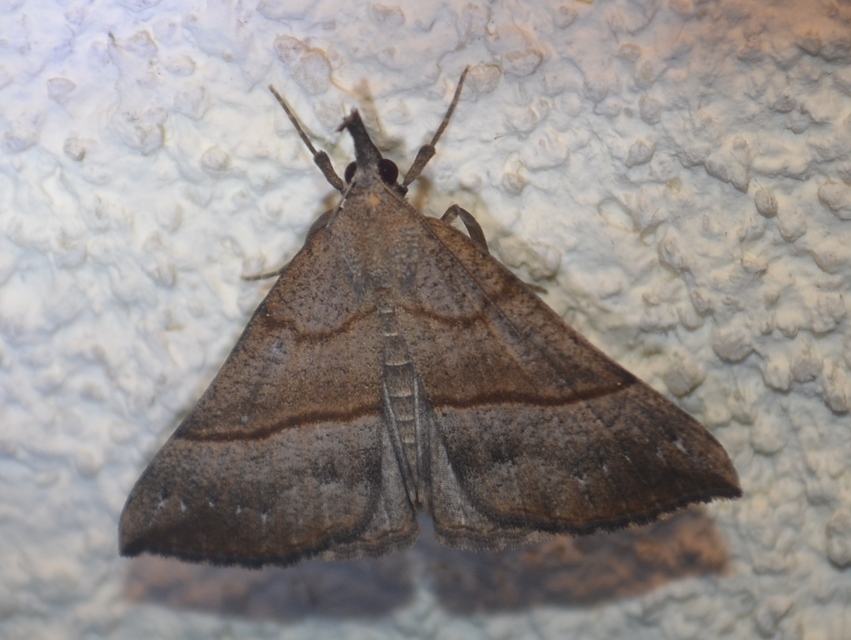 Hypena proboscidalis - ormányos karcsúbagoly