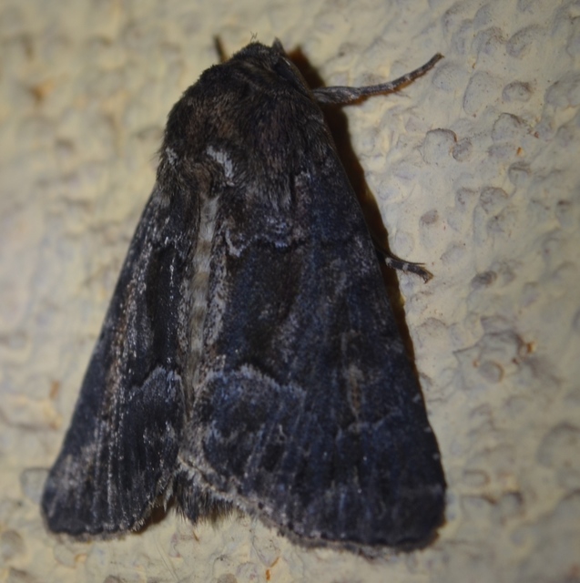 Thalpophila matura - fakó erdeibagoly