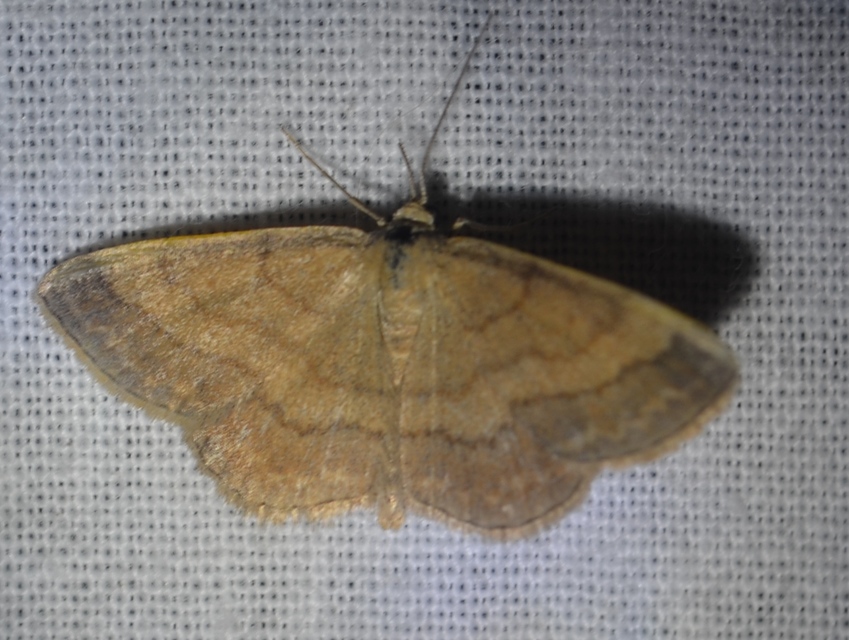 Scopula rubiginata - réti pirosaraszoló