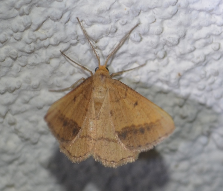 Tephrina arenacearia - lucerna-araszoló