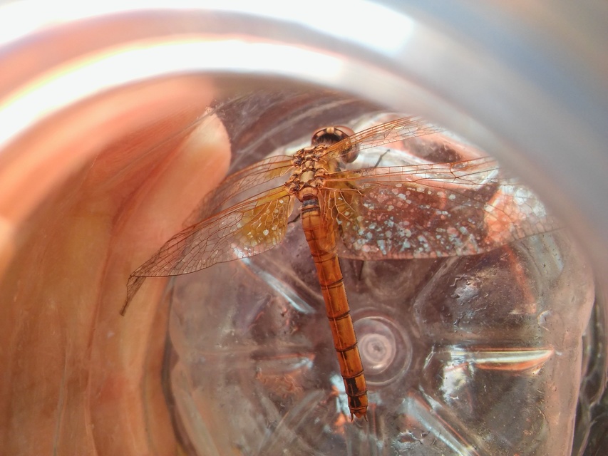 Trithemis annulata